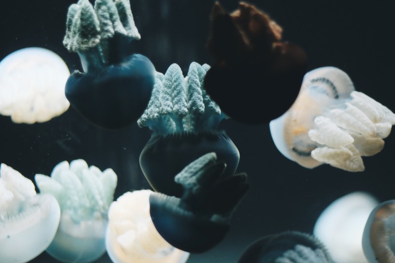 water underwater jellyfish and creature 4k