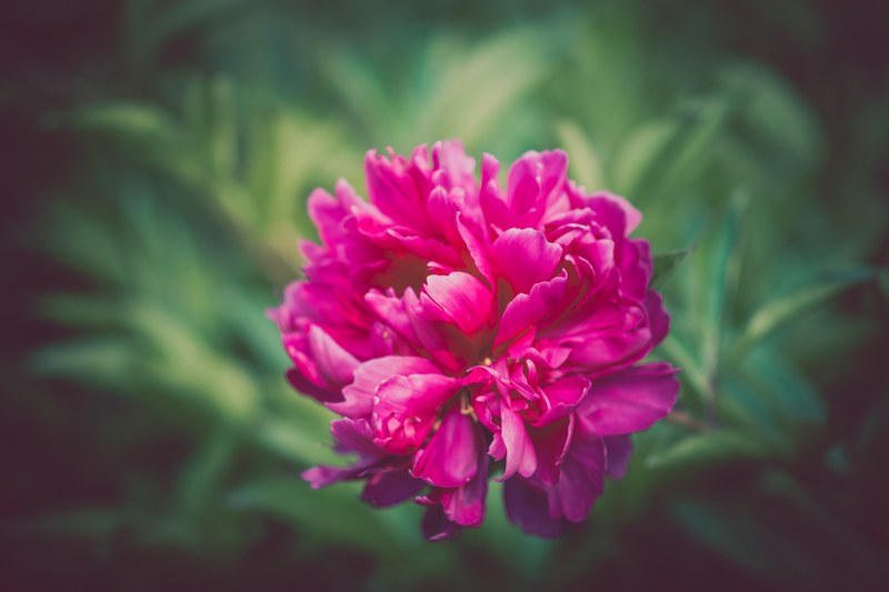 flower pink peony and bloom 4k