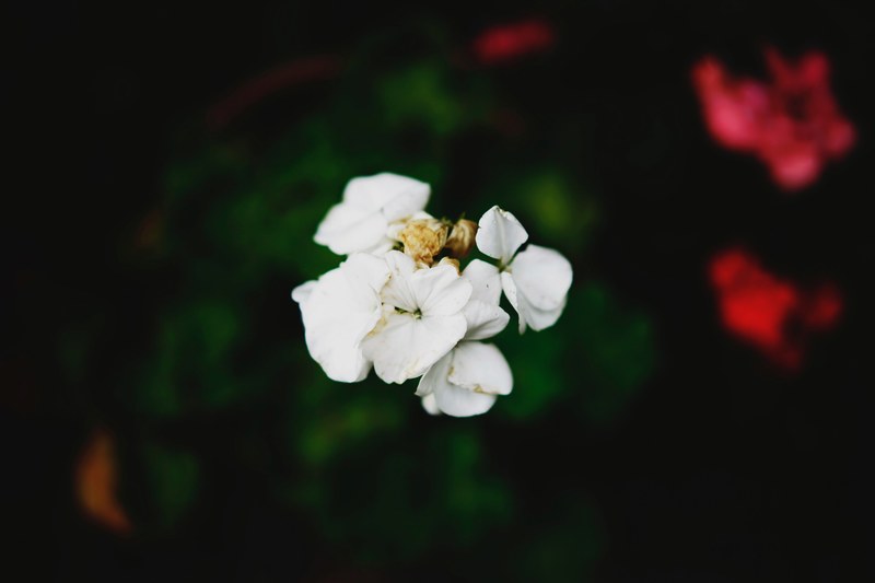 closeup macro nature and white 4k