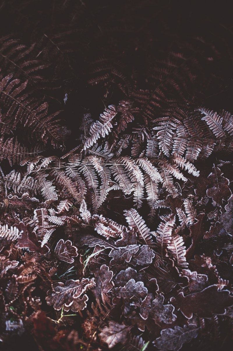 frosted fern 4k