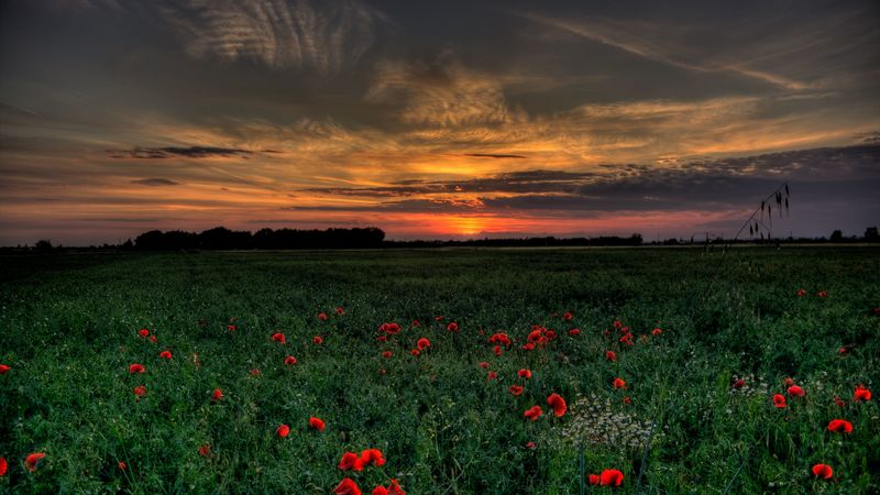 sunset, field, poppies, landscape, 4k