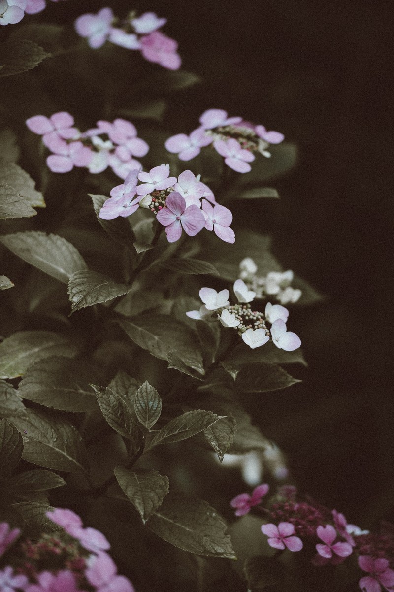 flower pink flower nature and petal hd, 4k