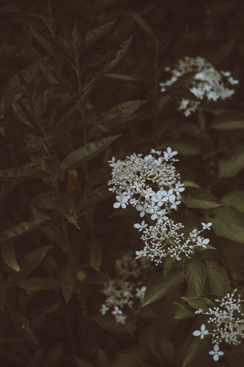 flowers white green and petals hd, 4k