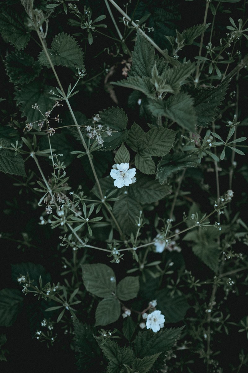 plant stinging nettle flower and wildflower hd, 4k