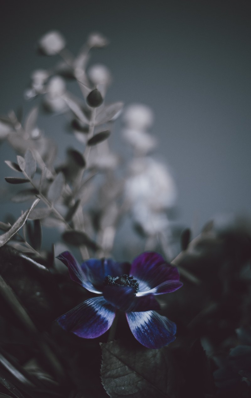 floral mood 4k