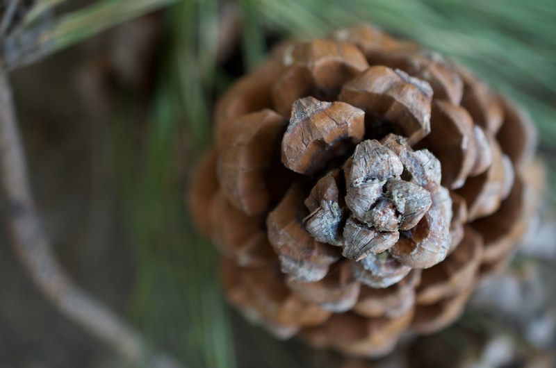 close up of a conifer cone, pine cone in macro 4k