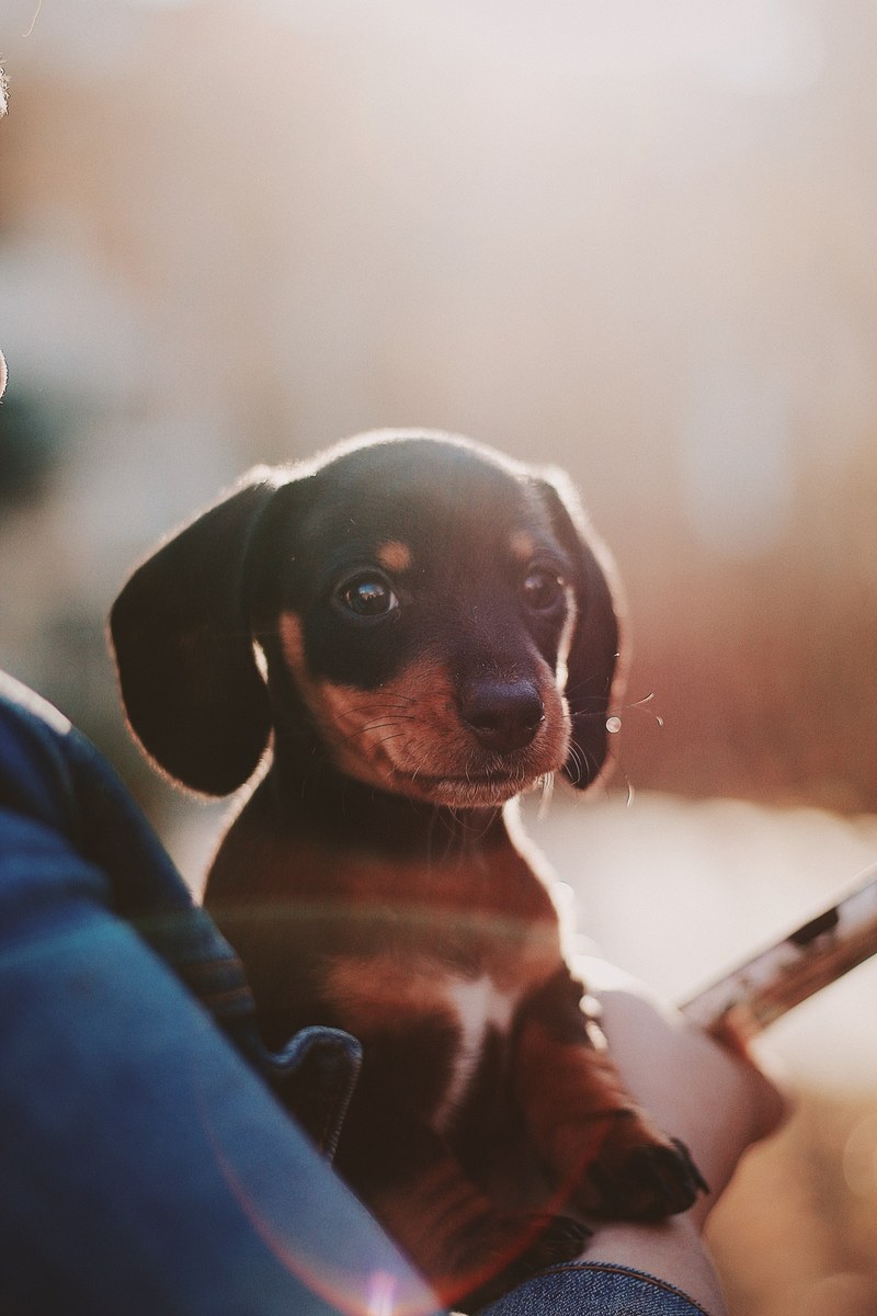 dog puppy pet and portrait hd, 4k