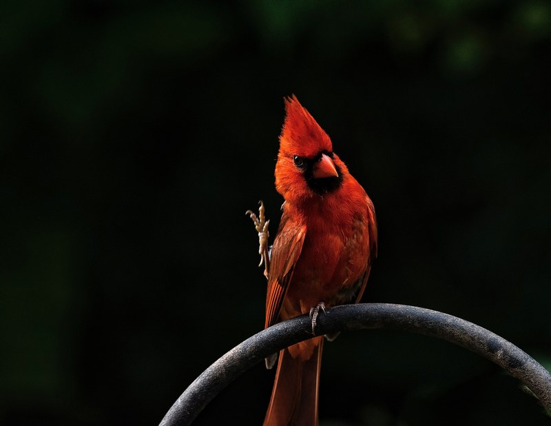 waving cardinal 4k