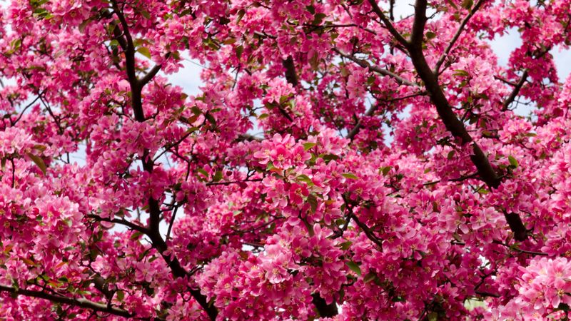 flowers, twigs, branches, 4k