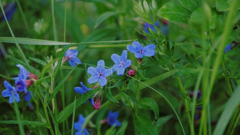 flowers, grass, close-up, 4k