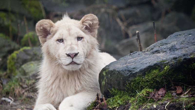 lion, rocks, moss, sit, predator, 4k