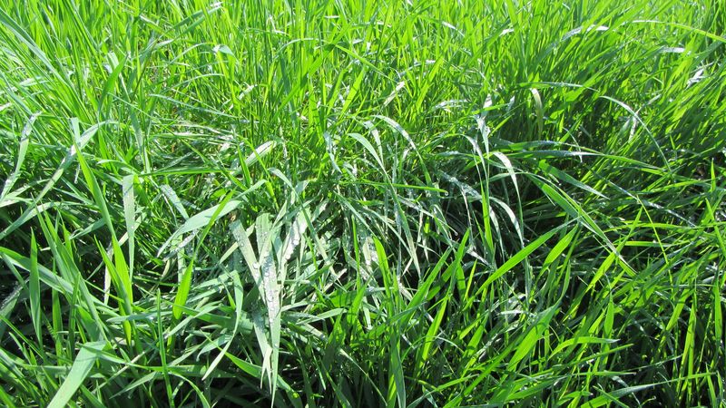 grass, dew, nature, 4k
