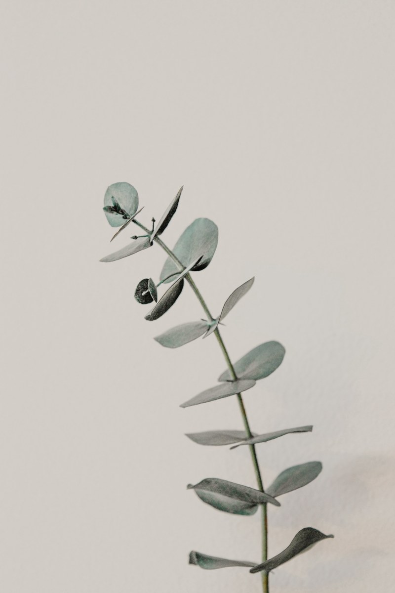 one eucalyptus 4k