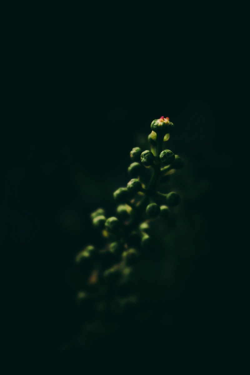 plant bud dark and stem hd, 4k