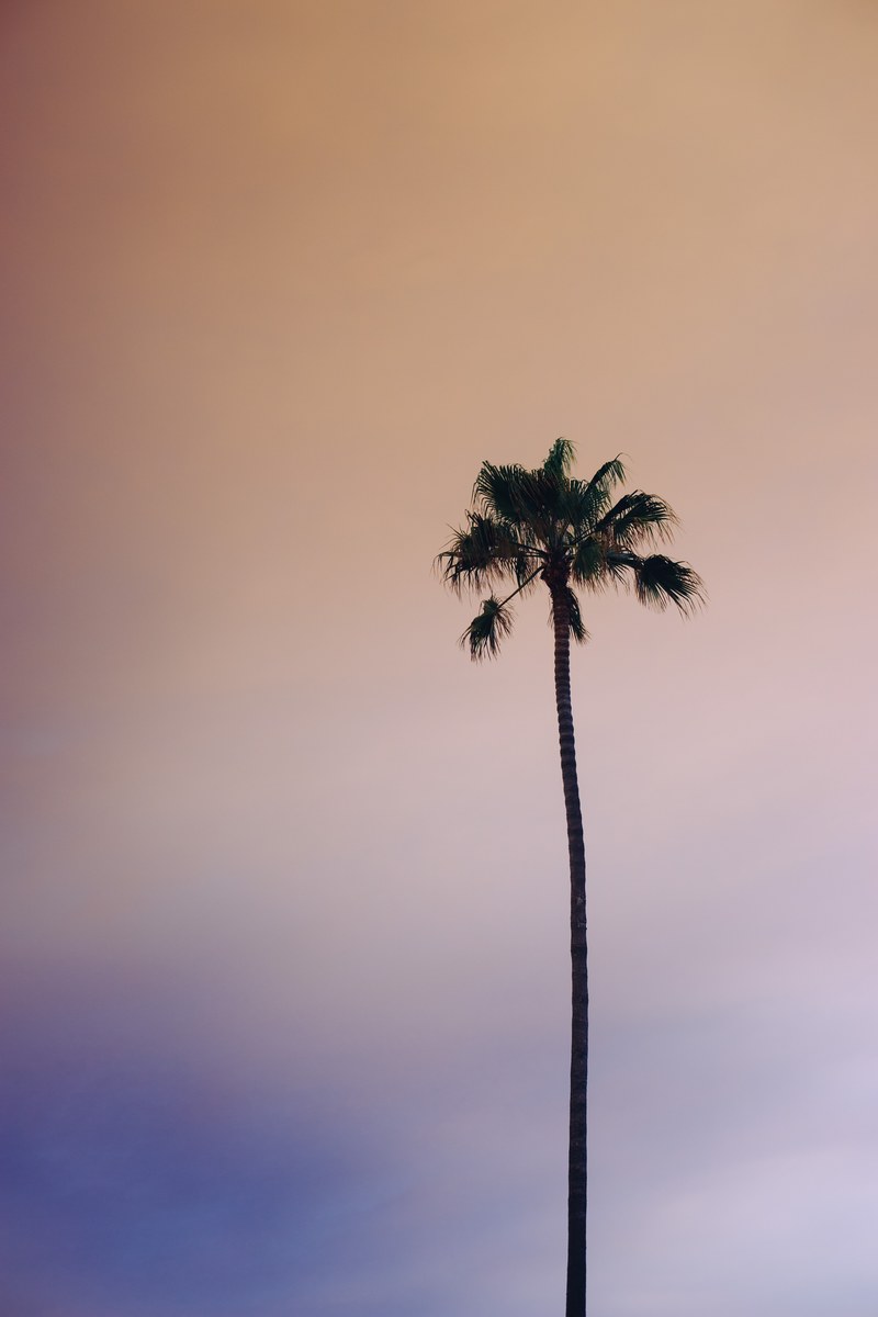 palm tree pastel sky and silhouette hd, 4k