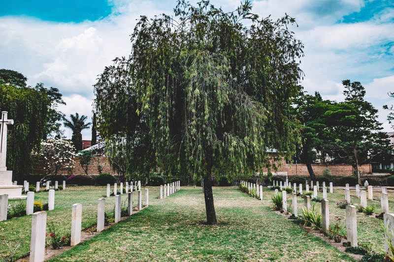 tree cemetery cemetary and graveyard 4k