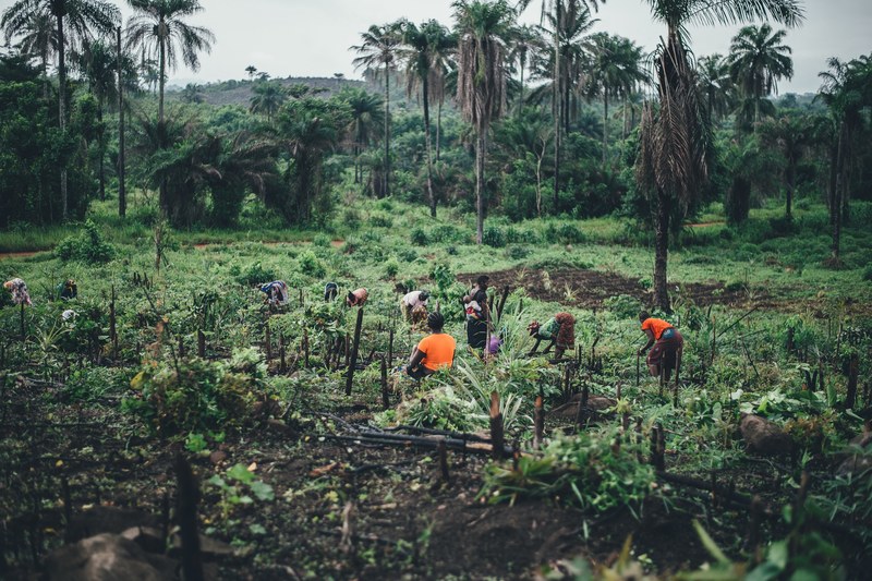 cassava farming in sierra leone 4k