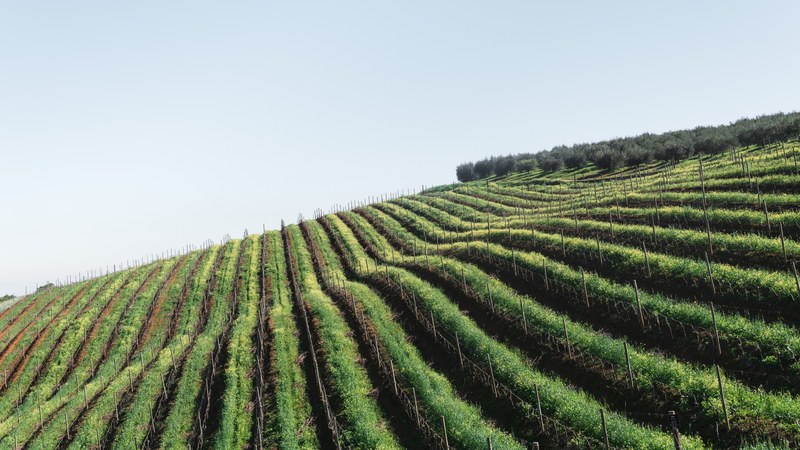 long strips of farmland, _winelands 4k