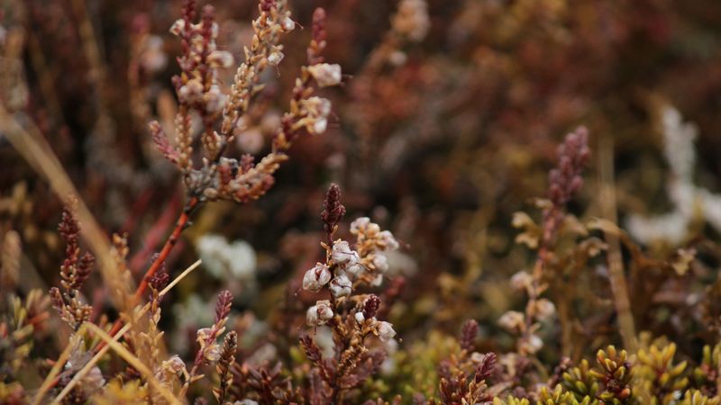 plants, flora, close-up, 4k