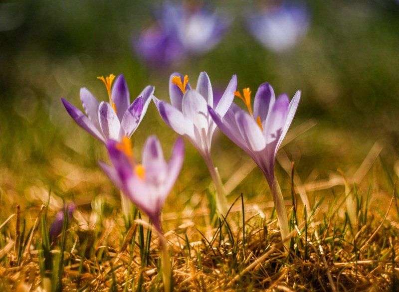 purple crocus flower in spring with blooming petals nowy jork teksas stany zjednoczone, springtime crocuses 4k