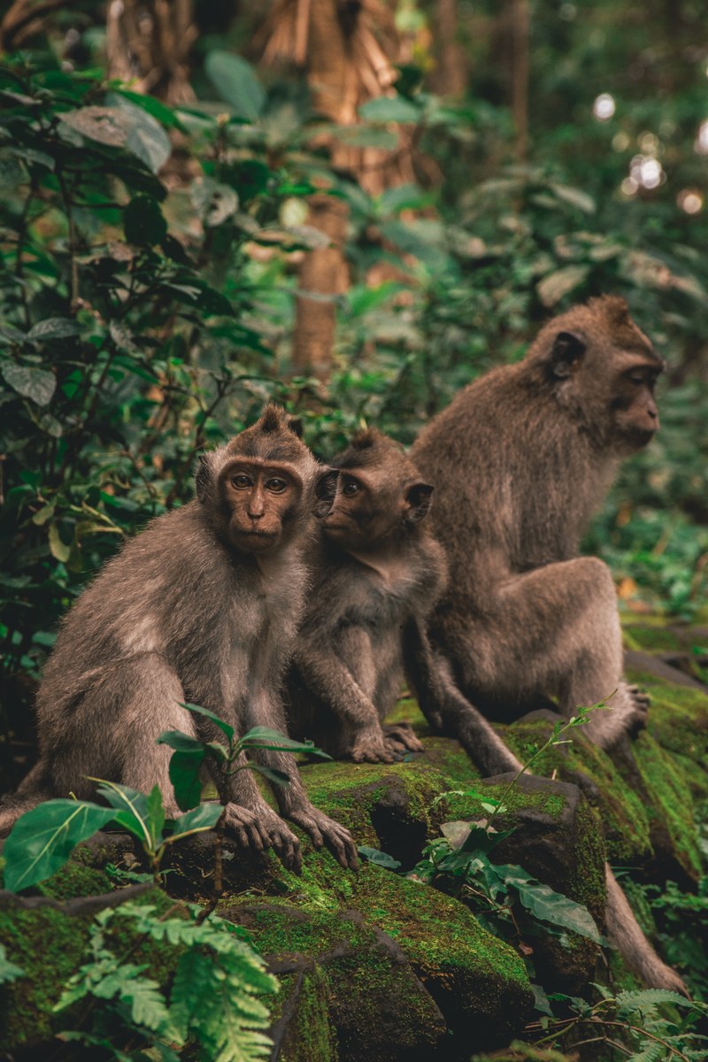 monkey family 4k