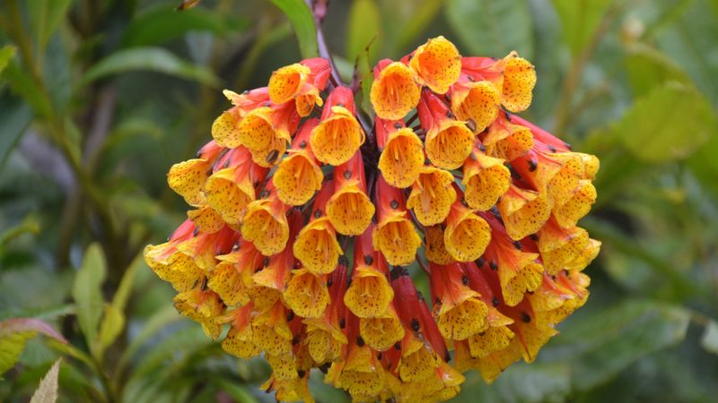 plant, flower, flora, 4k