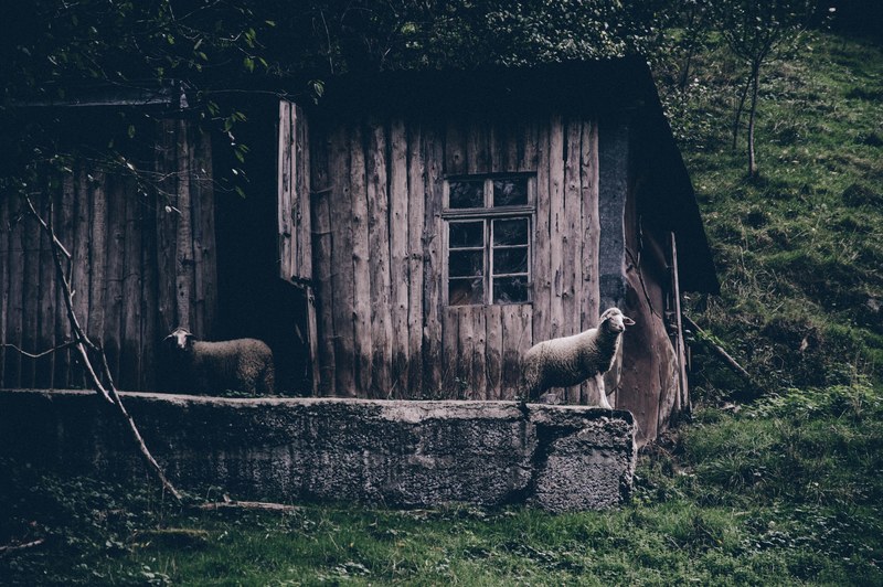 two sheep stand outside a rustic wooden cabin in a grassy forest, two sheep and forest cabin 4k