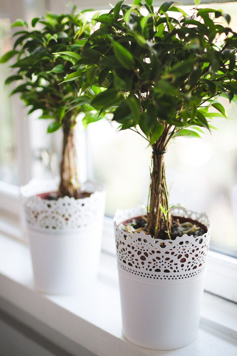 two green plants in lace like pots on a white windowsill, bright windowsill 4k