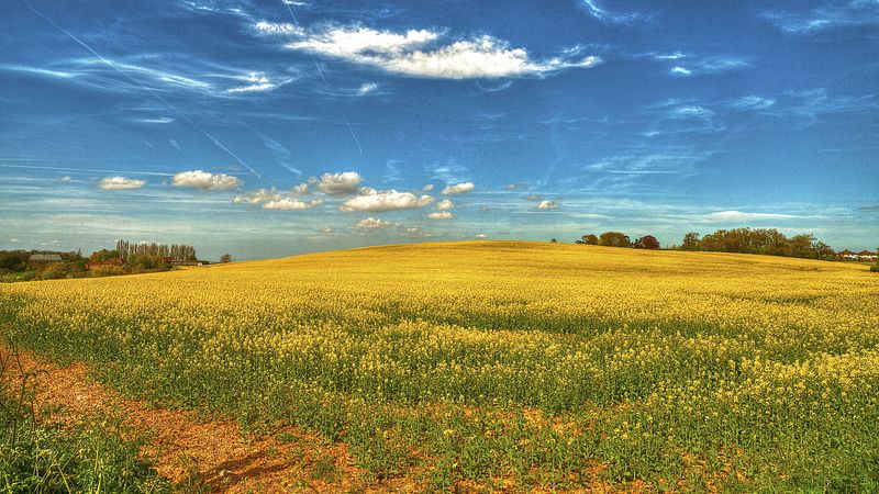 field, flowers, sky, landscape, 4k