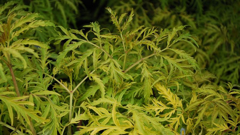 plant, leaves, flora, 4k
