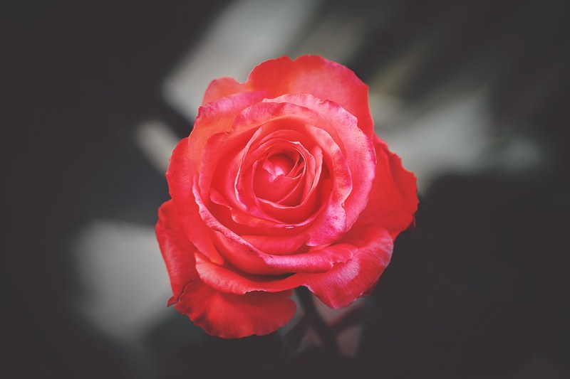 an overhead shot of a red rose against a dark background, vibrant red rose on gray 4k