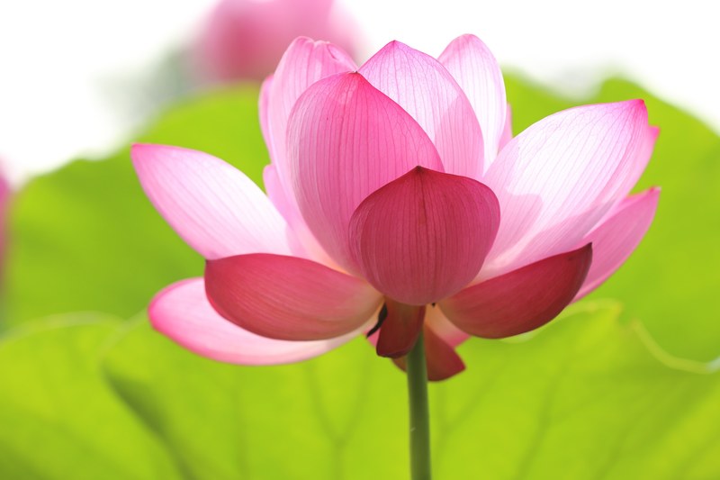 close up of a flower with pink petals opening up in sunlight, translucent pink petals 4k