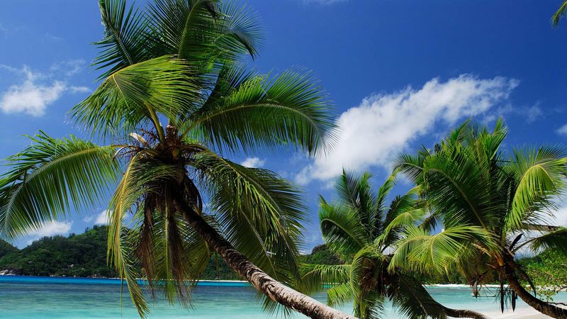 beach, tropics, sea, sand, palm trees, sandy, 4k