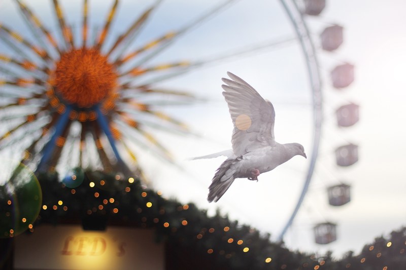 bird pigeon ferris wheel and big wheel 4k
