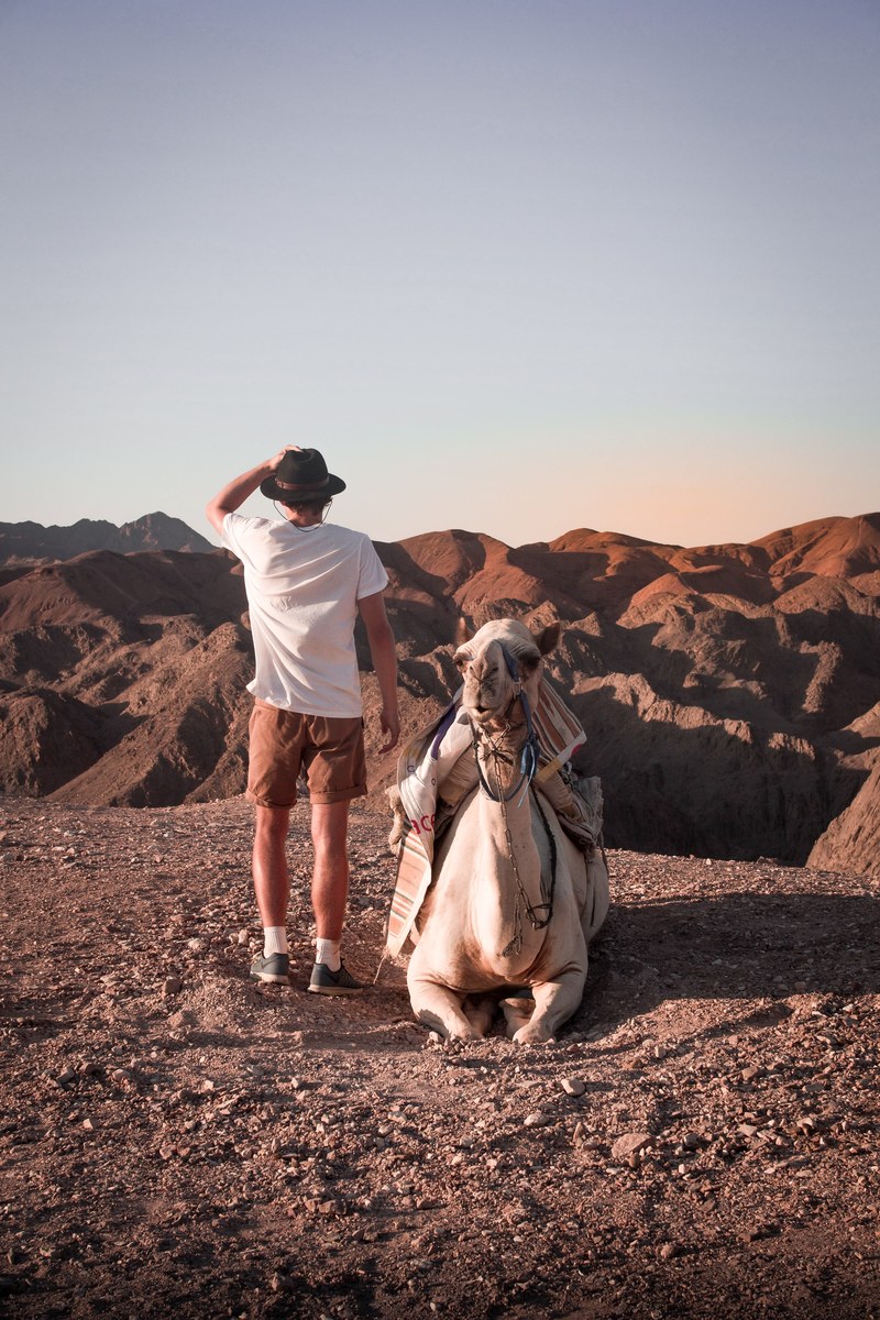 explore travel israel and camel hd, 4k