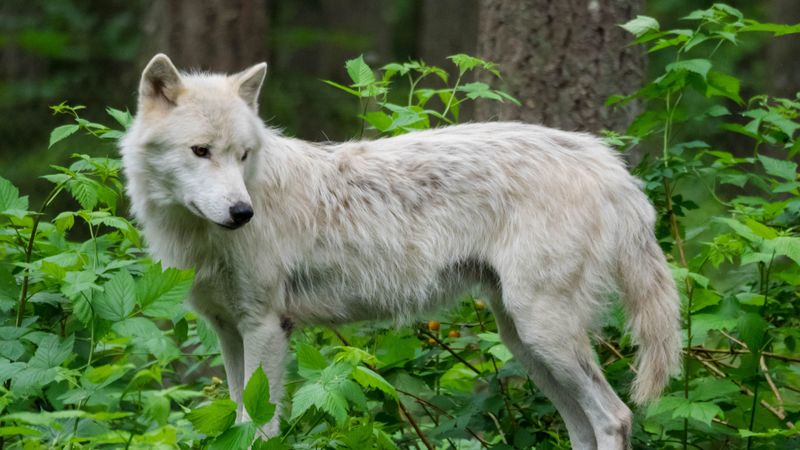 wolf, white, beast, animal, wildlife, 4k