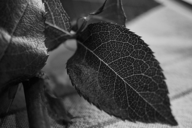 leaf veins 4k