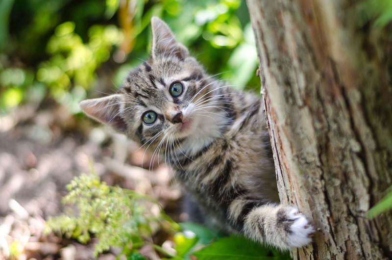 kitten cat climbing kitten and cat climbing tree 4k