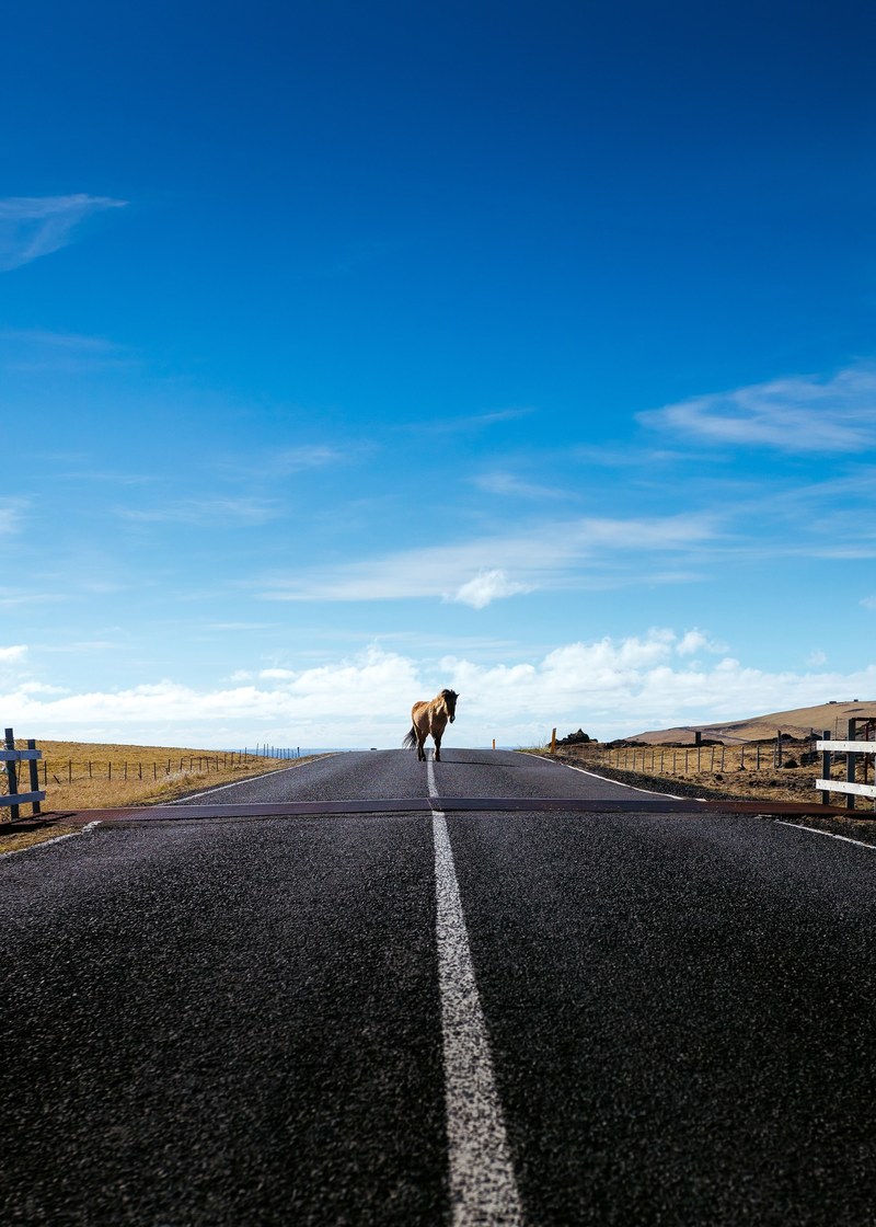 a horse walking down a tarmac road on a bright day, mirage 4k