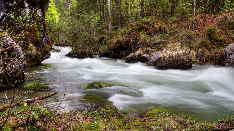 forest, river, flow, nature, 4k
