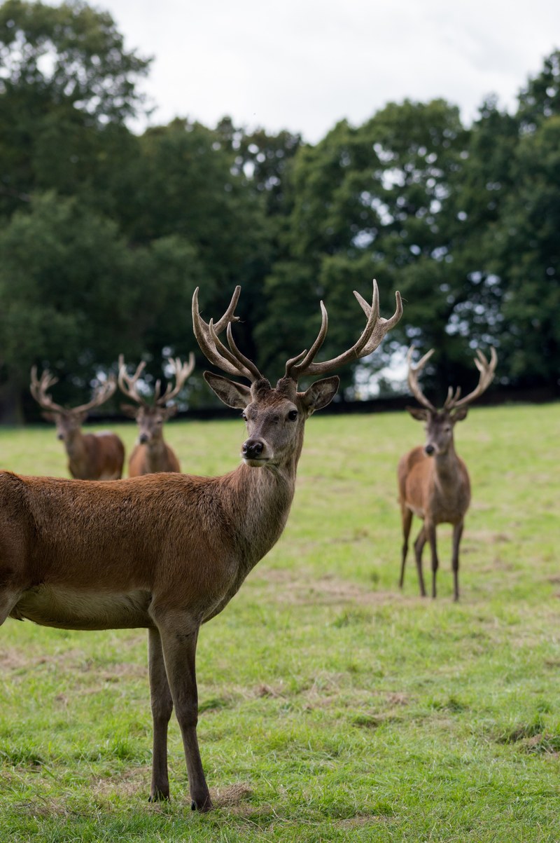 deer stag antler and fur hd, 4k
