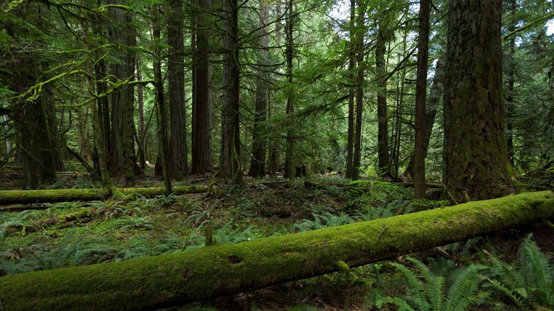 forest, trees, nature, 4k