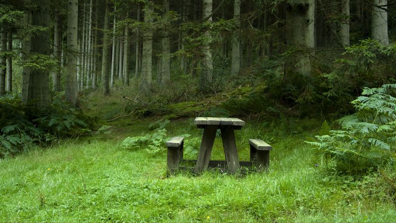 forest, meadow, benches, table, landscape, 4k