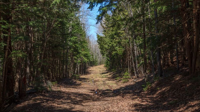 forest, road, landscape, 4k