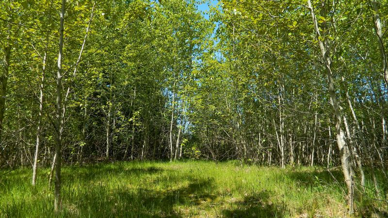 forest, meadow, nature, 4k