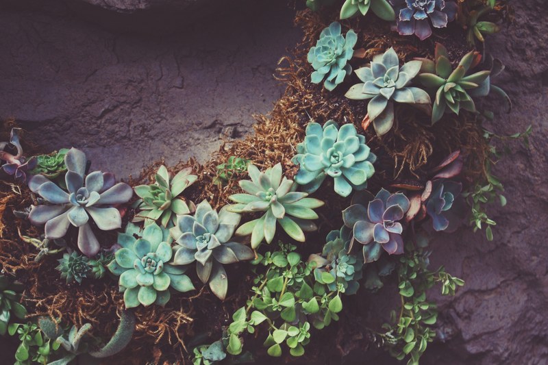 baby succulents 4k