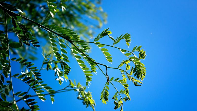 branches, leaves, macro, sky, 4k