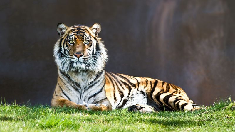 tiger, grass, lie, predator, 4k