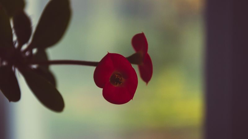 chertogon, flowers, background, 4k