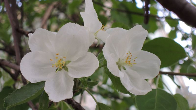 apple tree, flower, leaves, branches, 4k